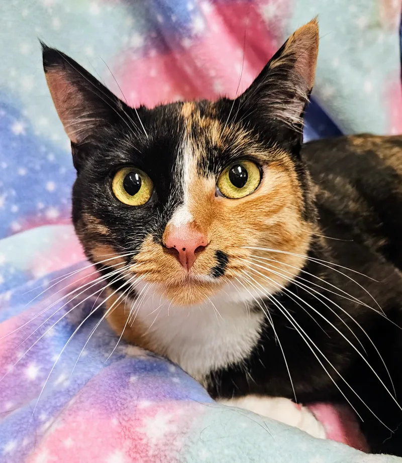 Sally Rancho Cucamonga Petsmart thumbnail 2