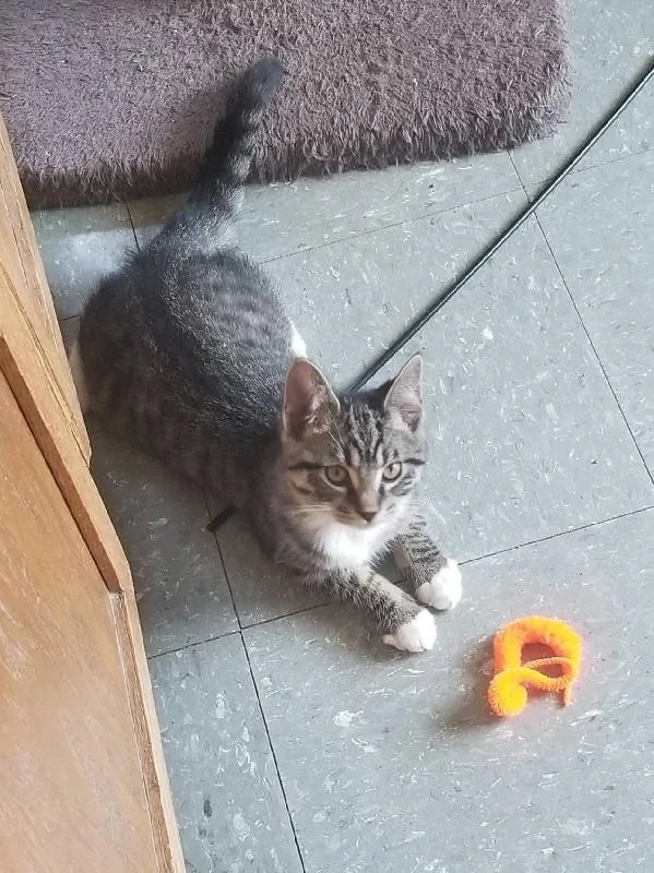 A young medium-sized female Tabby cat named Cane for adoption in Seymour, IN
