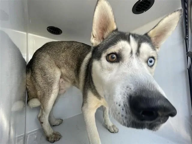 An adult large-sized male Siberian Husky dog named A for adoption in Houston, TX