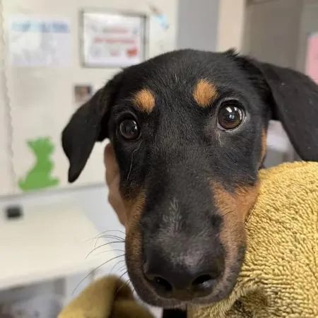 A baby small-sized female Black Bluetick Coonhound dog named Timber for adoption in Austin, TX