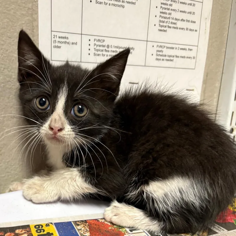 A baby small-sized male Black Domestic Medium Hair cat named Mitch for adoption in Yuma, AZ