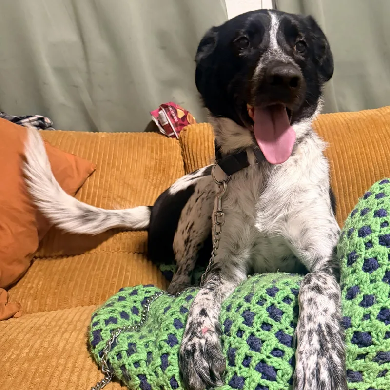 Oreo