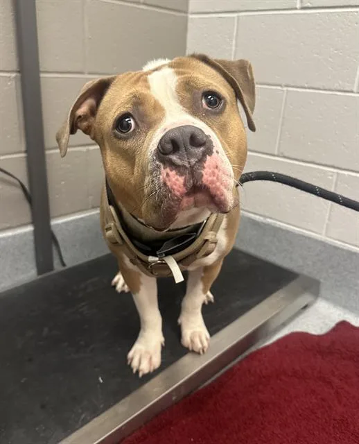 A young large-sized male Pit Bull Terrier dog named Agent for adoption in Indianapolis, IN