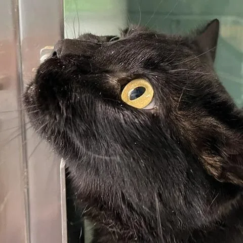 An adult extra large-sized male Black Domestic Short Hair cat named Harley for adoption in Baltimore, MD