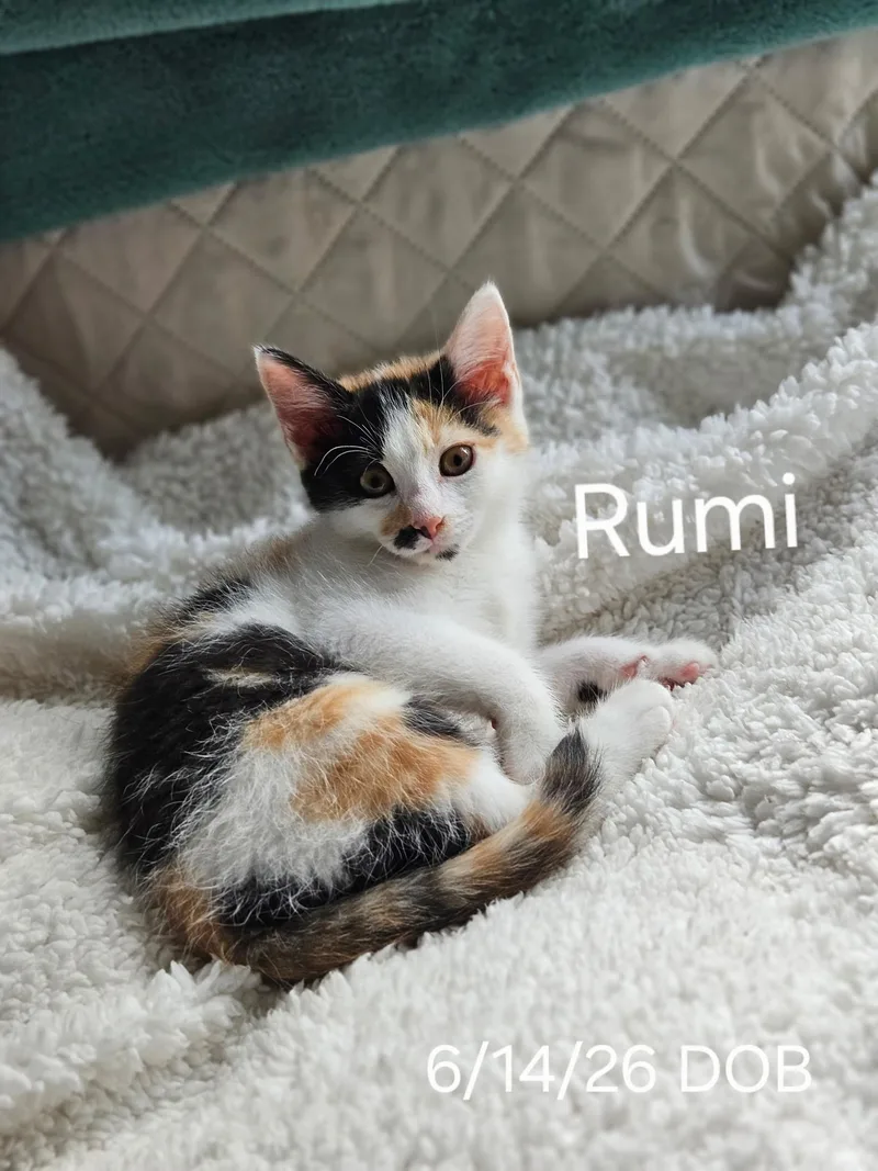 A baby medium-sized female Calico cat named Rumi for adoption in Avondale, PA