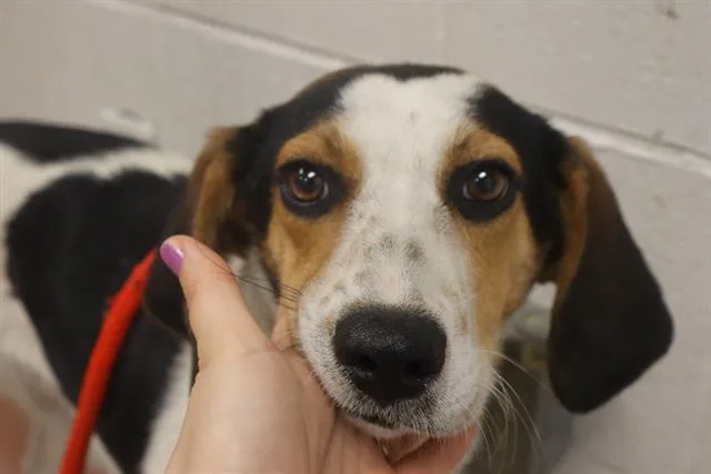 A young medium-sized male Mixed Breed dog named Buster for adoption in Columbia, SC