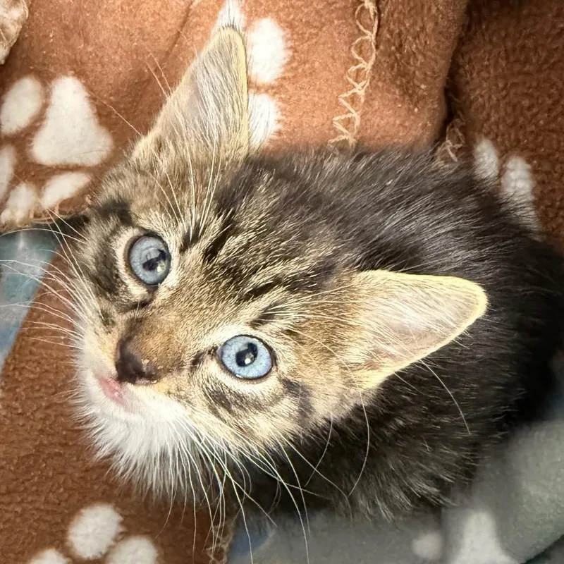 A baby small-sized male Domestic Short Hair cat named Omelette for adoption in Cumming, GA