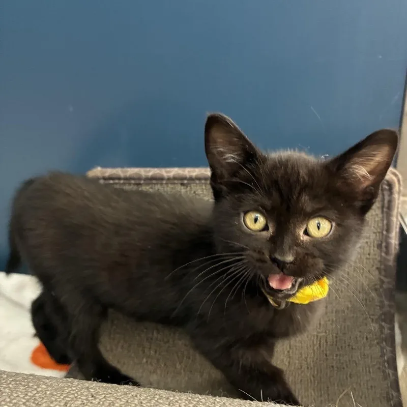 A baby small-sized female Black Domestic Short Hair cat named Buttercup for adoption in Tulsa, OK
