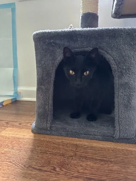 An adult medium-sized female American Shorthair cat named Banta for adoption in Lincoln Park, NJ