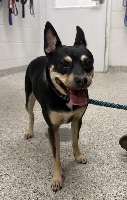 An adult medium-sized female Black Mixed Breed dog named Pop Tart for adoption in Kansas City, MO