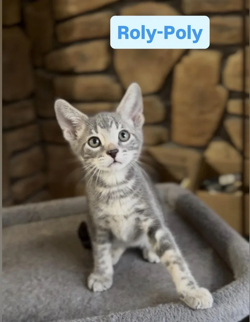 Rolypoly
