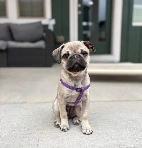 A baby small-sized female Yellow / Tan / Blond / Fawn Pug dog named Muffie for adoption in Seattle, WA
