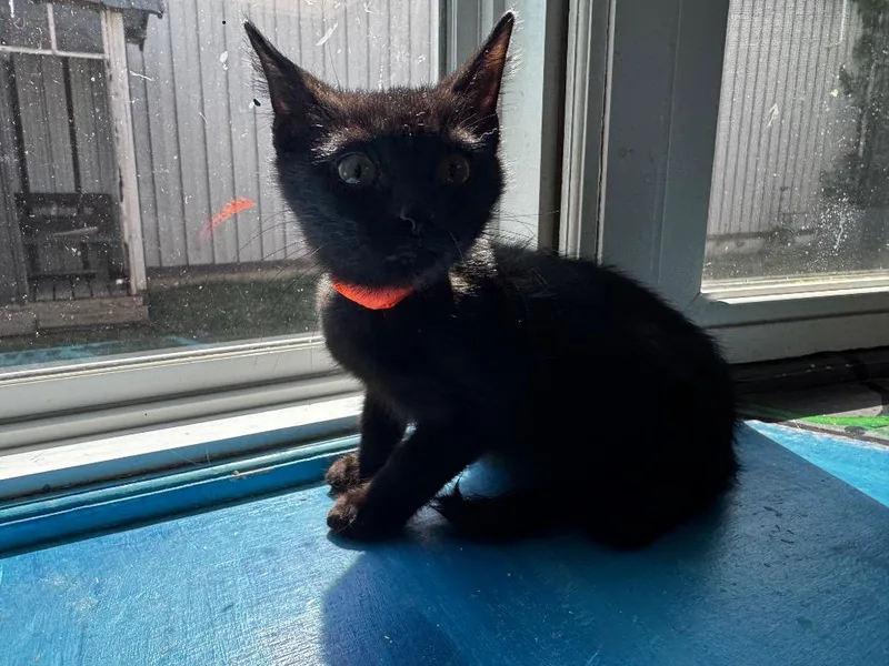 A baby medium-sized male Domestic Short Hair cat named Whiskers for adoption in Shelbyville, TN