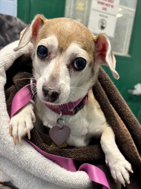 A senior small-sized female Chihuahua dog named Babie for adoption in Woodland, CA