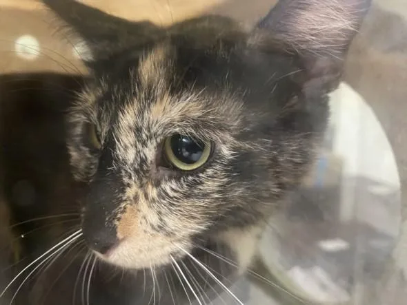 A young large-sized female Domestic Short Hair cat named Sohn for adoption in Los Angeles, CA