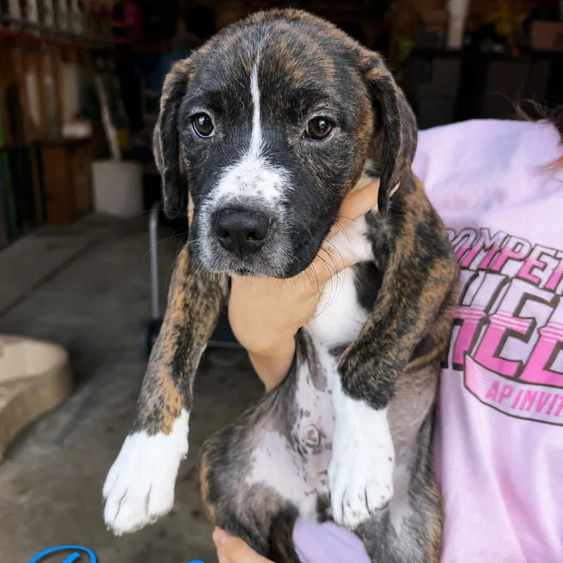 A baby small-sized male Brindle Pit Bull Terrier dog named Rome for adoption in Northville, MI