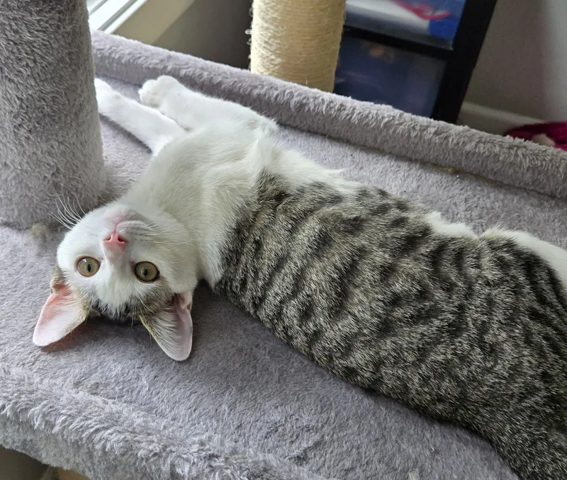 A baby medium-sized male Domestic Short Hair cat named Wiggly for adoption in Wheaton, IL