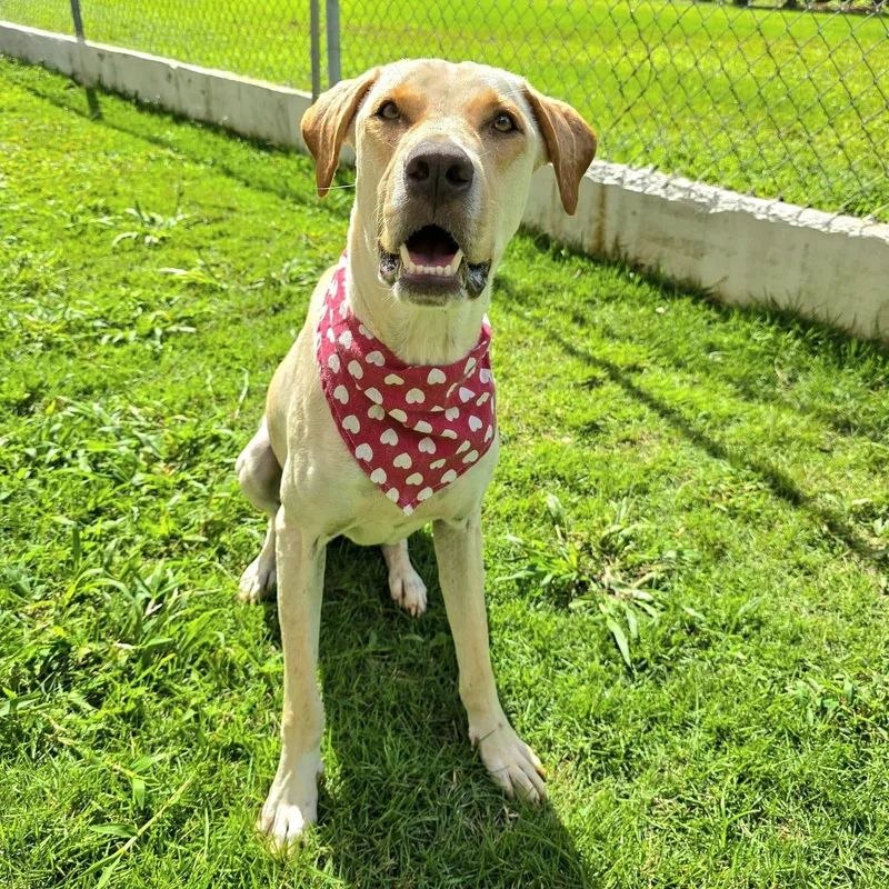 Frappuccino "my Kisses Are thumbnail 3