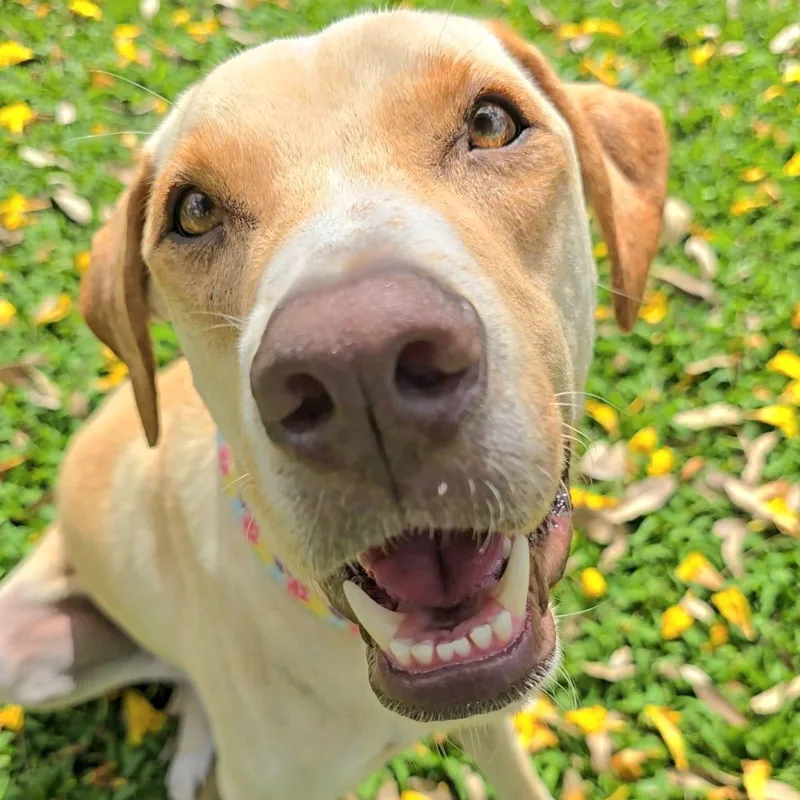 Frappuccino "my Kisses Are thumbnail 4