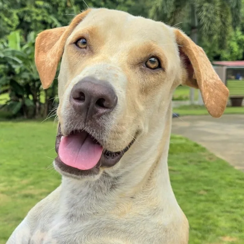 Frappuccino "my Kisses Are