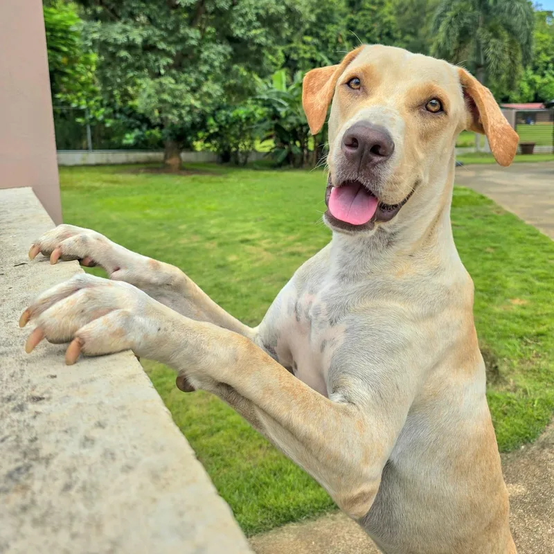 Frappuccino "my Kisses Are thumbnail 5