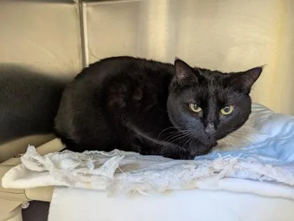An adult extra large-sized female Domestic Short Hair cat named Nena for adoption in Madison, NJ
