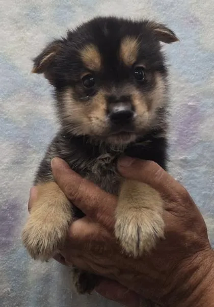 A baby small-sized male Siberian Husky dog named Ralph for adoption in Malvern, PA