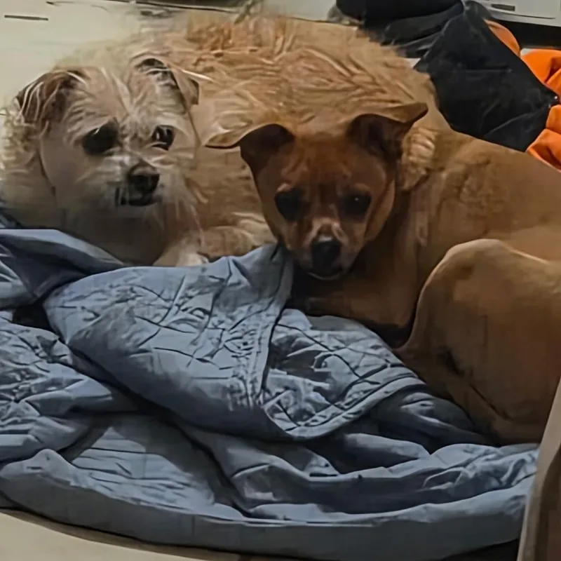 An adult small-sized male Yellow / Tan / Blond / Fawn Chihuahua dog named Buddy for adoption in Beulaville, NC