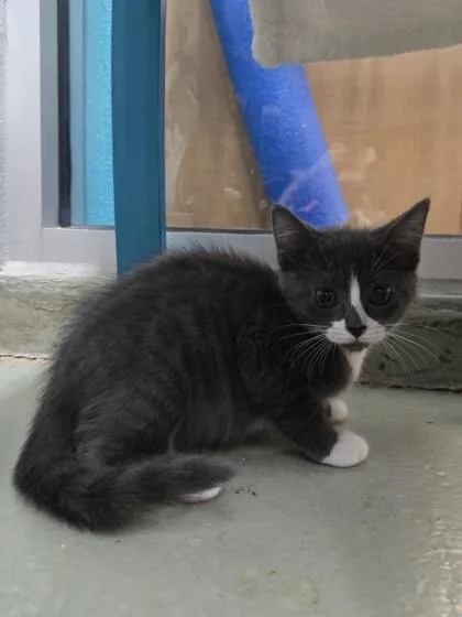 A baby small-sized female Domestic Short Hair cat named Rhombus for adoption in Savannah, GA