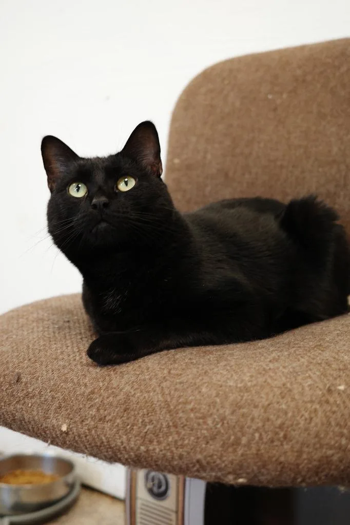 An adult medium-sized female Domestic Short Hair cat named Ebony for adoption in Maryville, TN