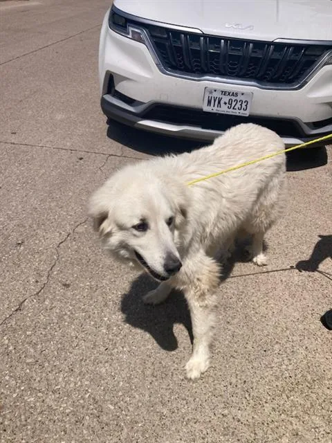 A young extra large-sized female Great Pyrenees dog named Winter for adoption in Dallas, TX