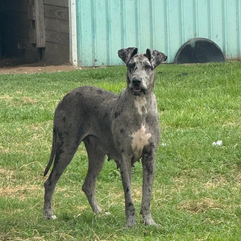 A young large-sized female Gray / Blue / Silver Great Dane dog named Sky for adoption in Anahuac, TX