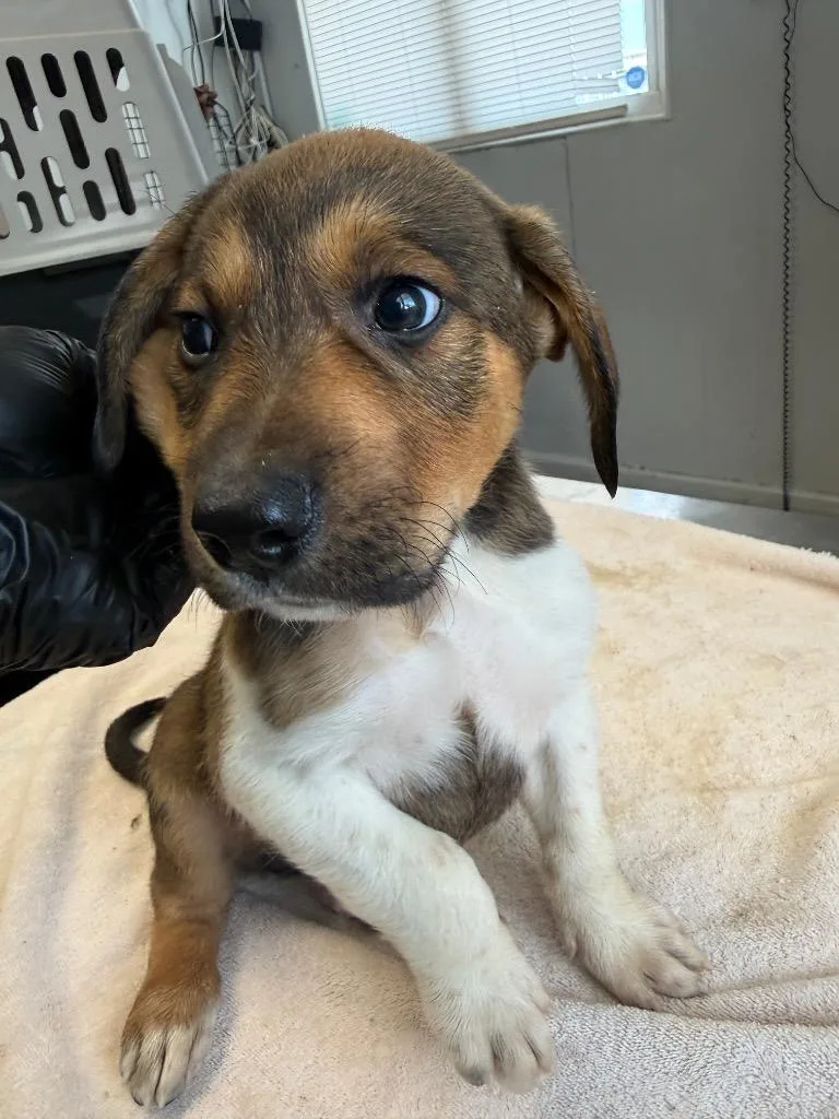 A baby small-sized male Hound dog named Bronco for adoption in Fayetteville, TN