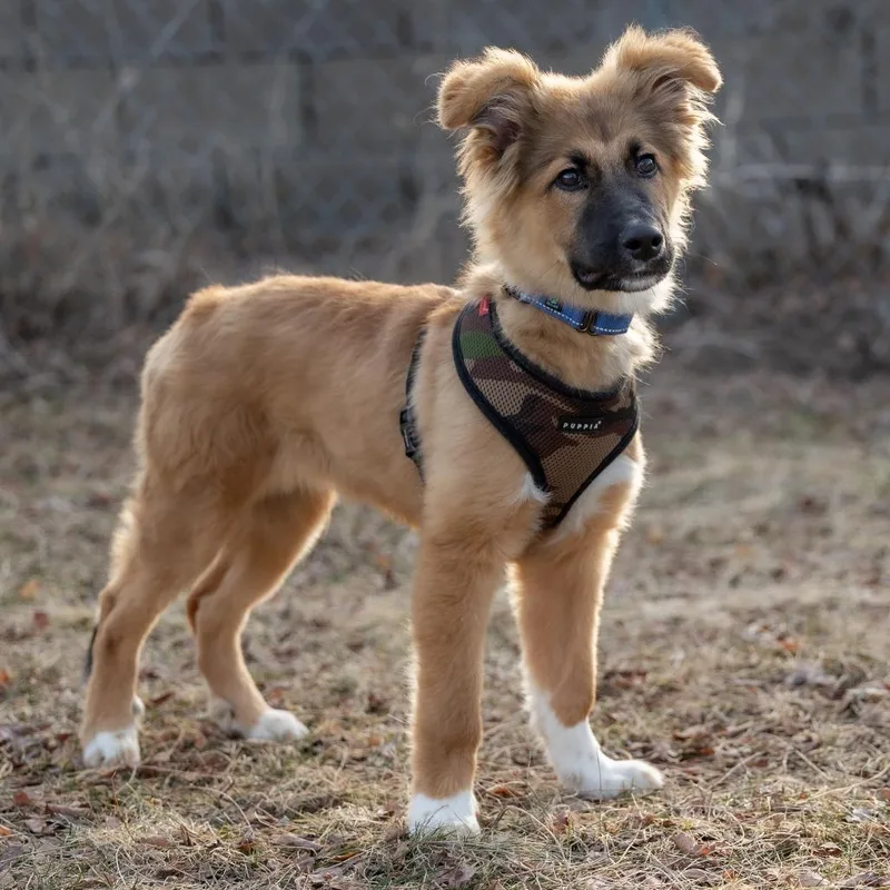 Handsomehal D thumbnail 3