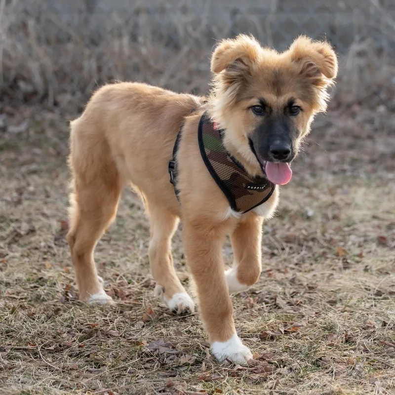 Handsomehal D thumbnail 4