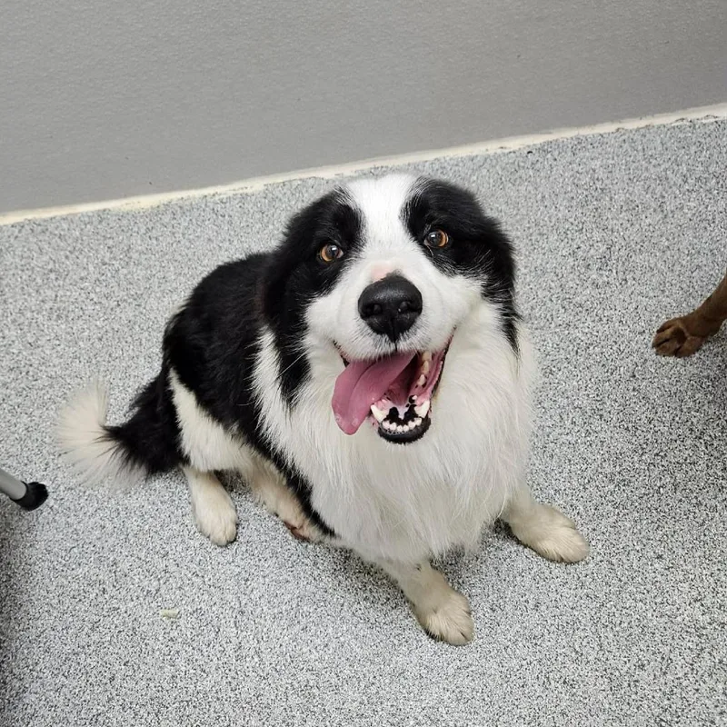 An adult medium-sized male Black Border Collie dog named Ollie for adoption in Monticello, IA