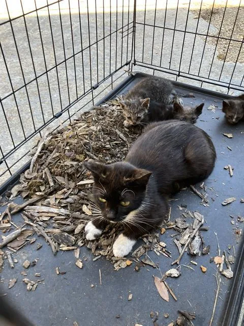 A young large-sized female Domestic Short Hair cat named Nancy for adoption in Dallas, TX