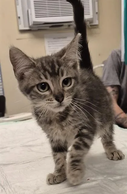 A baby small-sized male Domestic Medium Hair cat named Macaroni for adoption in Lodi, CA