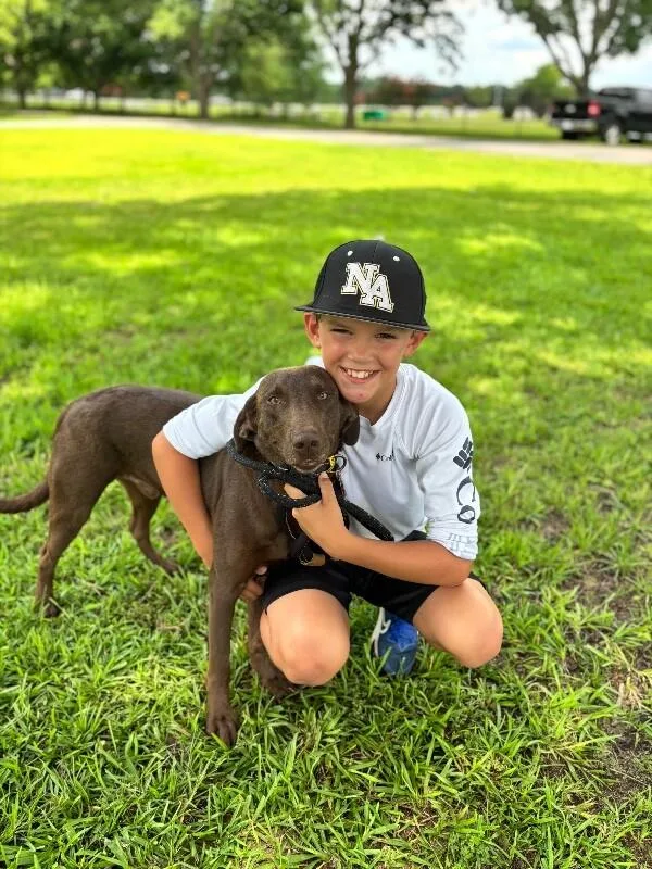 An adult medium-sized male Brown / Chocolate Labrador Retriever dog named River Chocolate Lab for adoption in Aiken, SC