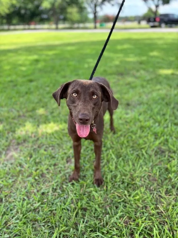 River Chocolate Lab thumbnail 2