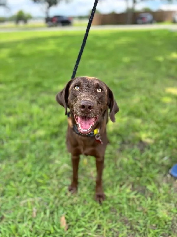 River Chocolate Lab thumbnail 3