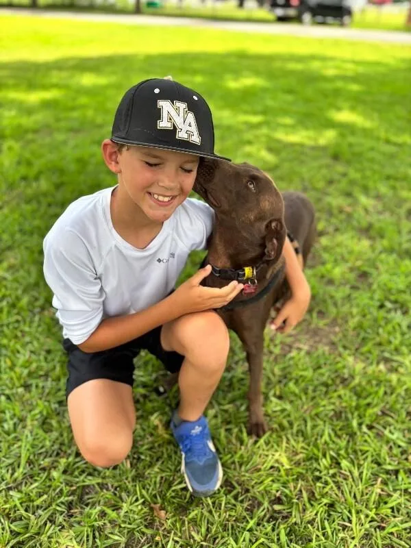 River Chocolate Lab thumbnail 4