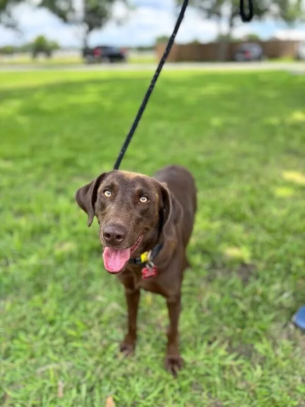 River Chocolate Lab thumbnail 5