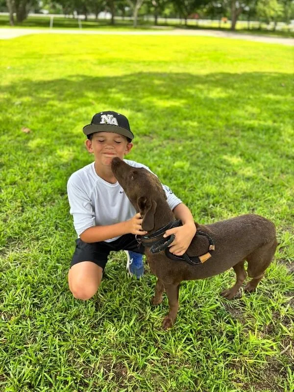 River Chocolate Lab thumbnail 6