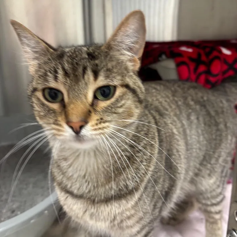 An adult medium-sized female Gray / Blue / Silver Domestic Short Hair cat named Sally for adoption in Grand Rapids, MI