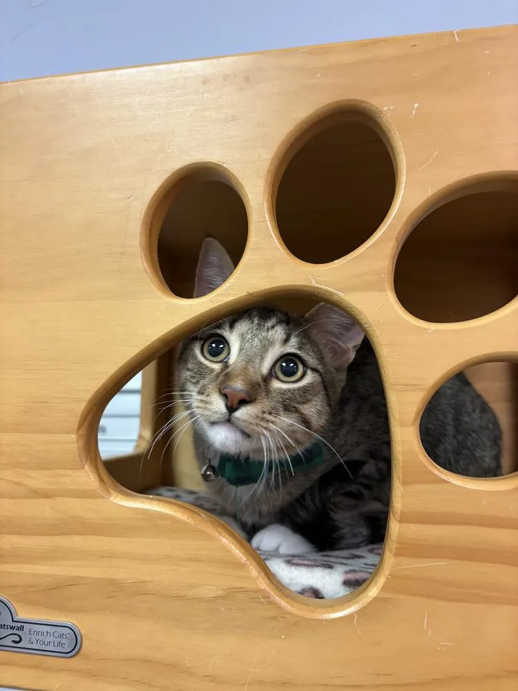 Jimmy Choo thumbnail 2