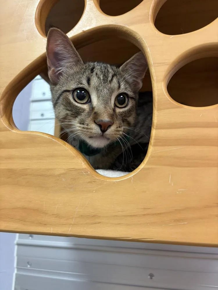 Jimmy Choo thumbnail 3