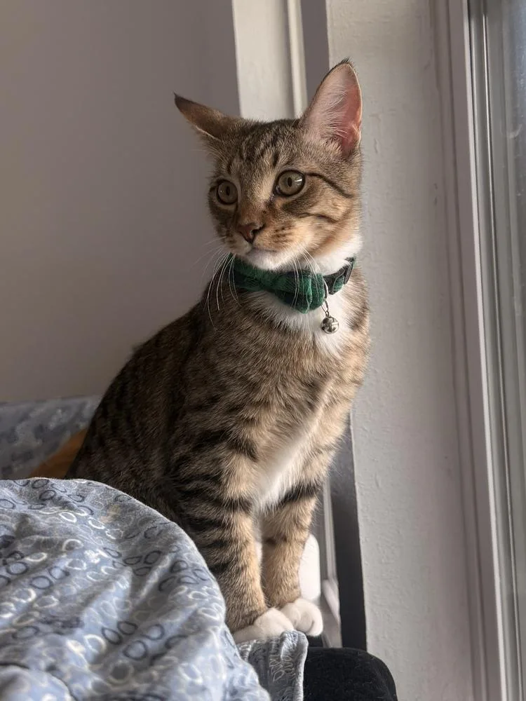 Jimmy Choo thumbnail 4