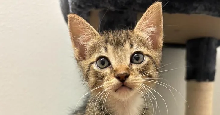 Jimmy Choo thumbnail 6