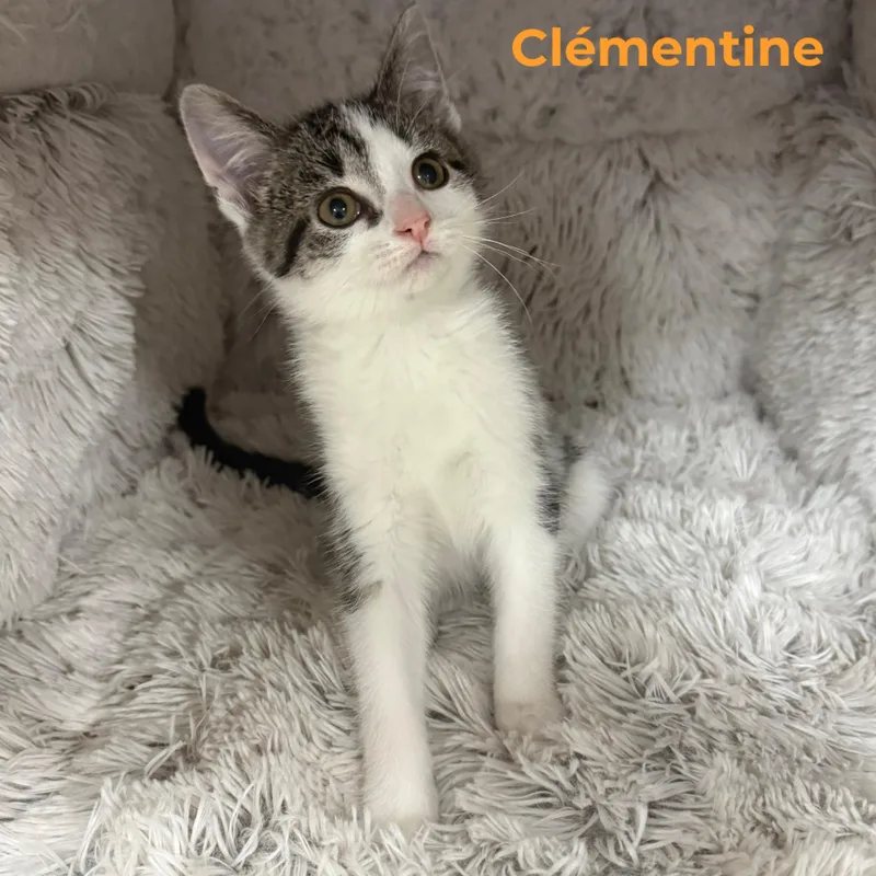 A baby small-sized female Tabby (Gray / Blue / Silver) Domestic Short Hair cat named Clementine for adoption in Louisville, KY